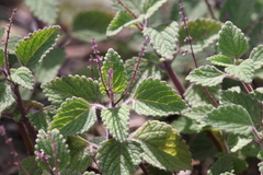 Coleus habrophyllus