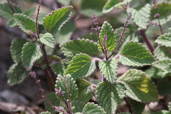 Coleus habrophyllus