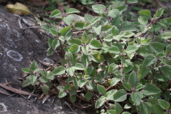 Coleus habrophyllus