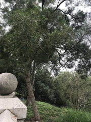 Acacia confusa