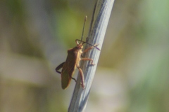 Athaumastus haematicus