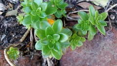 Sedum kimnachii