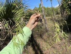 Dichanthelium commonsianum