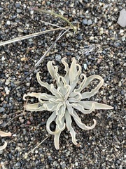 Alstroemeria patagonica