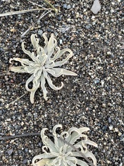 Alstroemeria patagonica