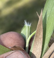 Dichanthelium commonsianum
