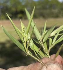 Dichanthelium commonsianum