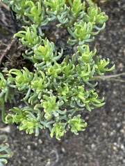 Haplopappus glutinosus