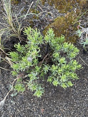 Haplopappus glutinosus