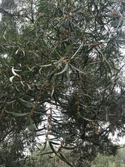 Acacia confusa
