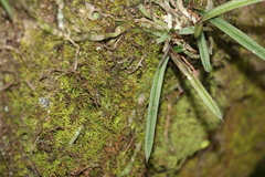 Sarcochilus ceciliae