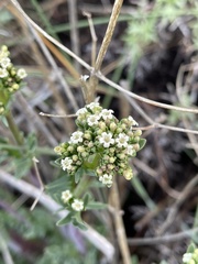 Valeriana clarionifolia