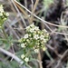 Valeriana clarionifolia - Photo (c) Sebastián Lescano, some rights reserved (CC BY-NC), uploaded by Sebastián Lescano