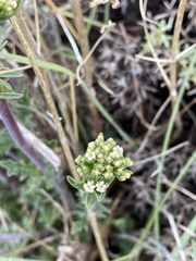 Valeriana clarionifolia