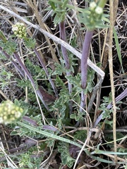 Valeriana clarionifolia