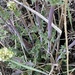 Valeriana clarionifolia - Photo (c) Sebastián Lescano, algunos derechos reservados (CC BY-NC), subido por Sebastián Lescano