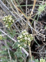Valeriana clarionifolia