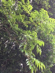 Toxicodendron succedaneum