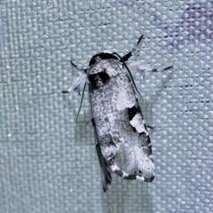 Emarginea percara