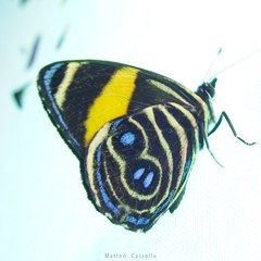 Catagramma tolima pacifica