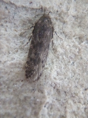 Blastobasis marmorosella