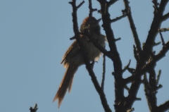 Synallaxis albescens