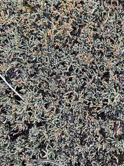 Ephedra frustillata