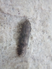 Blastobasis marmorosella