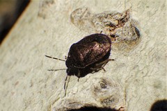 Holcostethus