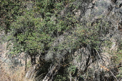 Escallonia resinosa