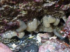 Pseudodistoma opacum