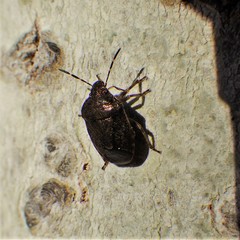Holcostethus