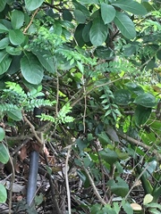 Zanthoxylum avicennae