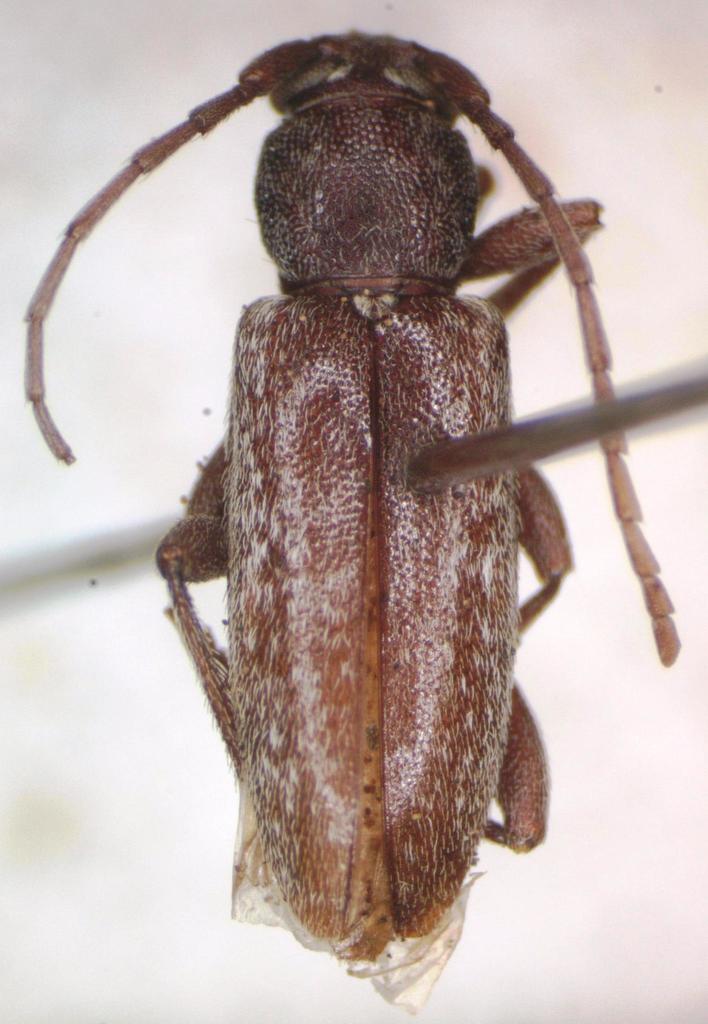 Anelaphus savinai