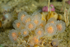 Sycozoa gaimardi