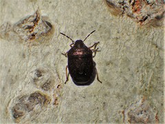Holcostethus