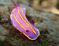 Felimida macfarlandi