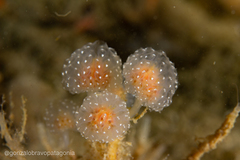 Sycozoa gaimardi