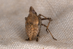 Orgerius