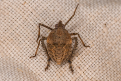 Orgerius
