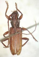 Anelaphus misellus
