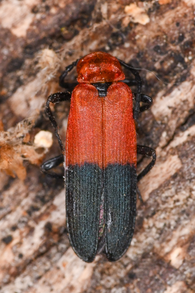 Lygistopterus slevini