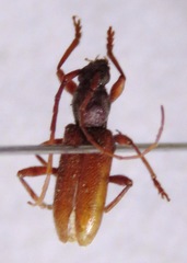 Anelaphus misellus