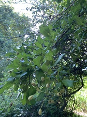 Pisonia aculeata