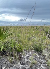 Andropogon cumulicola