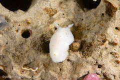 Diaulula punctuolata