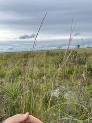 Andropogon cumulicola