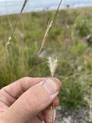 Andropogon cumulicola