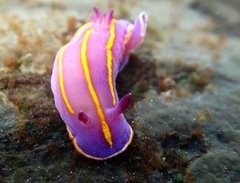 Felimida macfarlandi