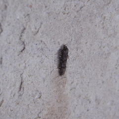 Blastobasis marmorosella